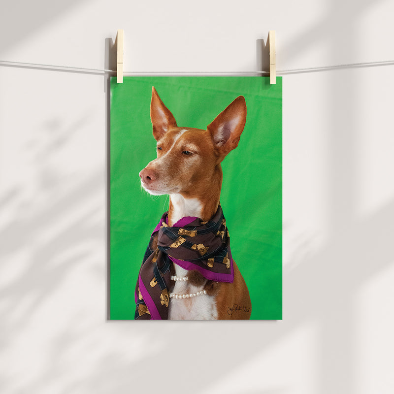 Diva Dobby Dog - FOR FRAMING, WHATSAPP ON 055 230 34 69