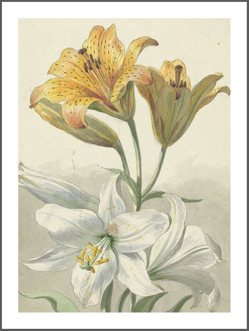 Lilies in Bloom Poster