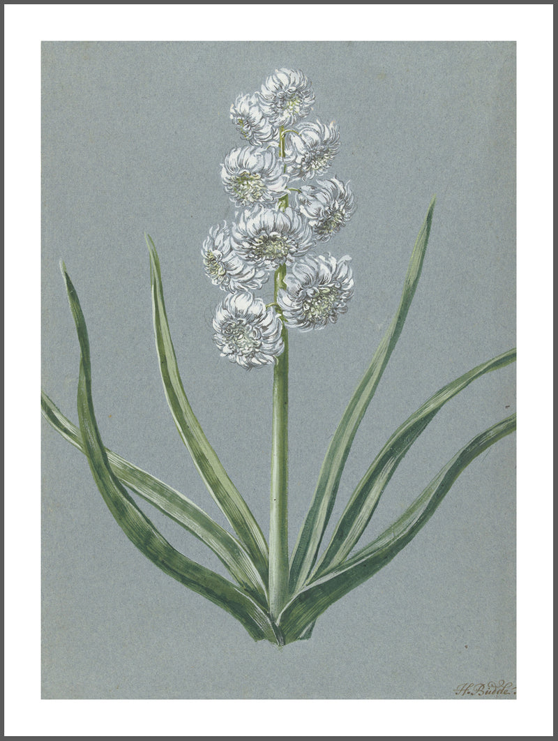 Vintage White Flower Poster