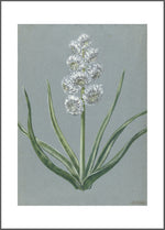Vintage White Flower