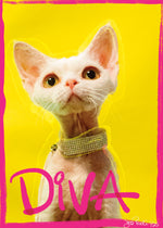 Diva Chiara Cat