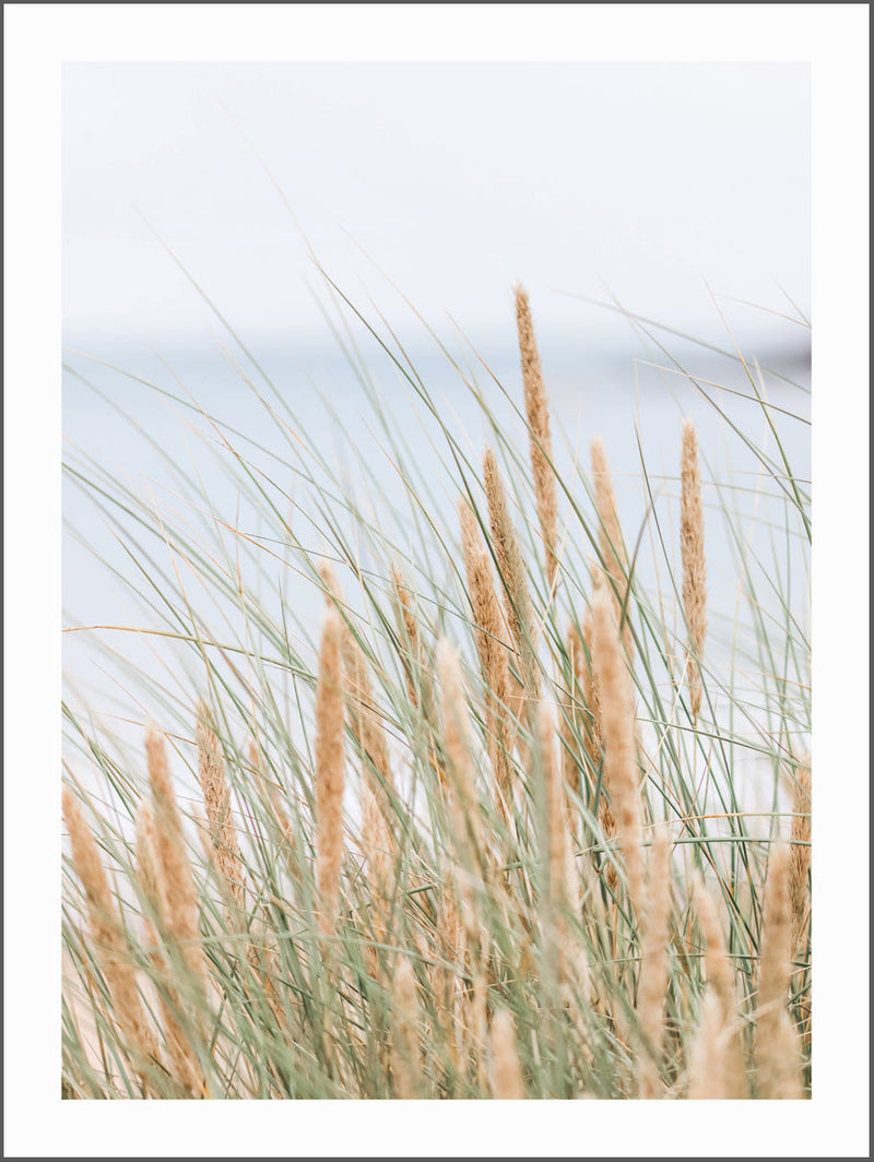 Beach Grass Poster