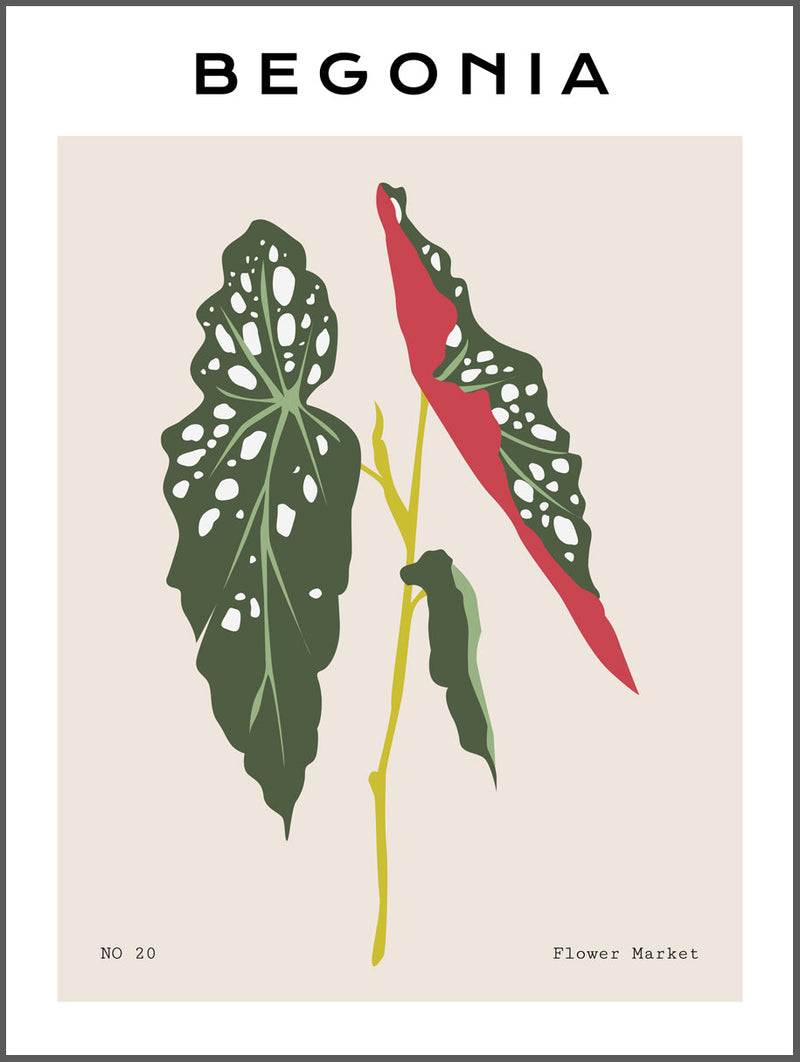 Begonia Poster