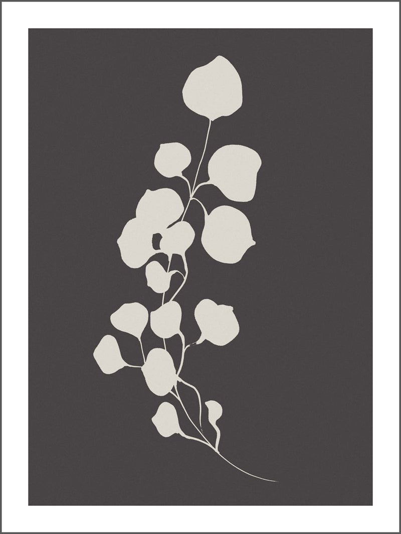 Black Background and Cream Flower Poster
