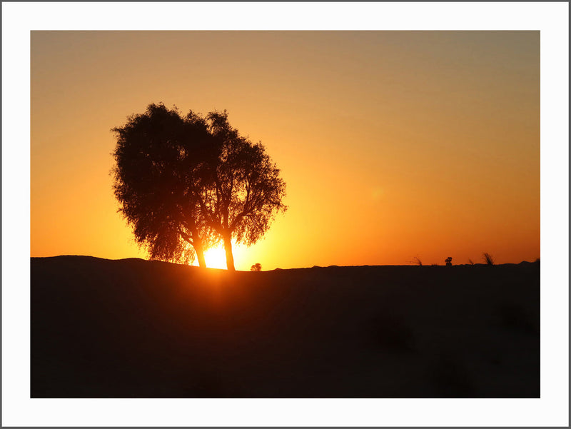 Desert Tree at Sunset Poster