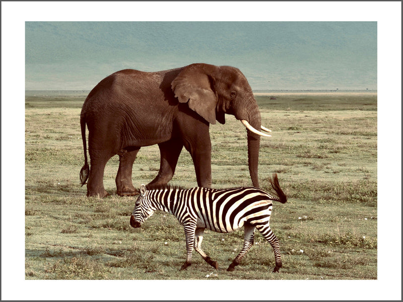 Elephant and Zebra Poster