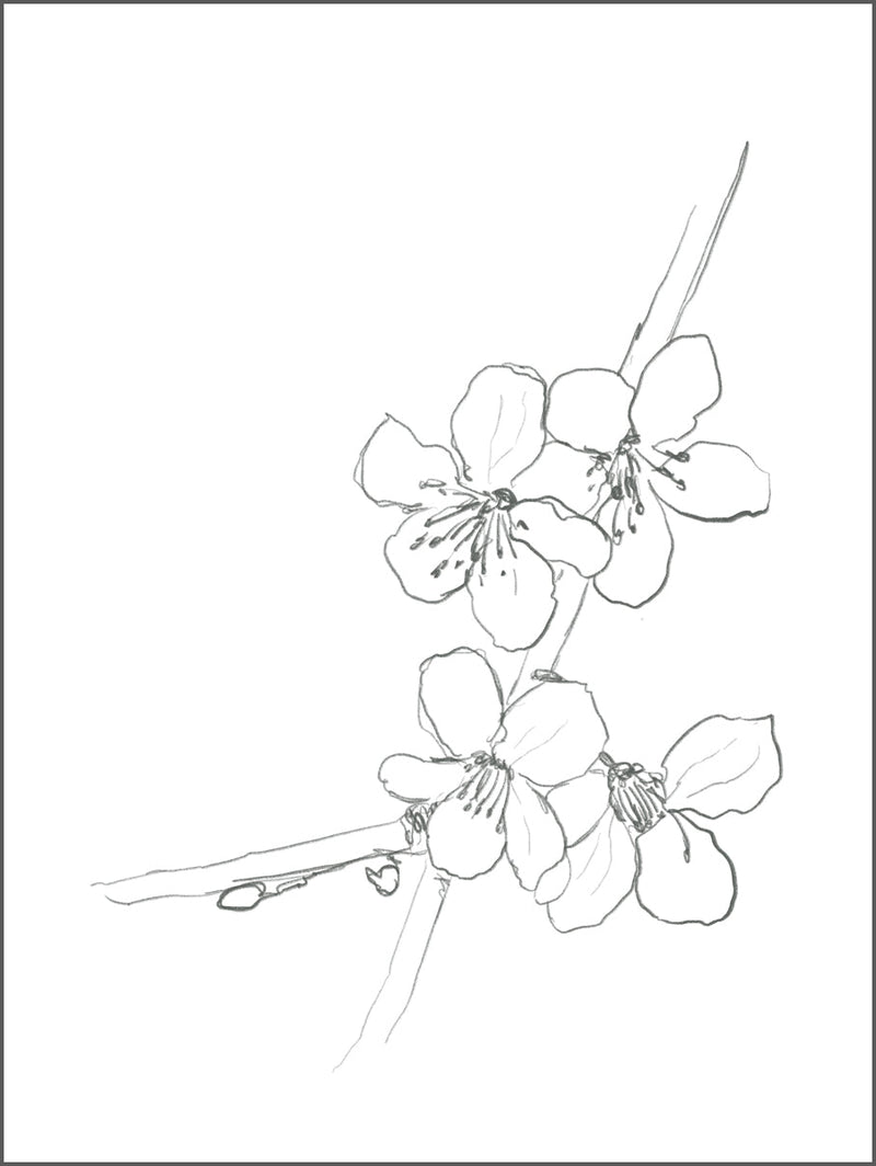 Fine Flower Drawing Poster