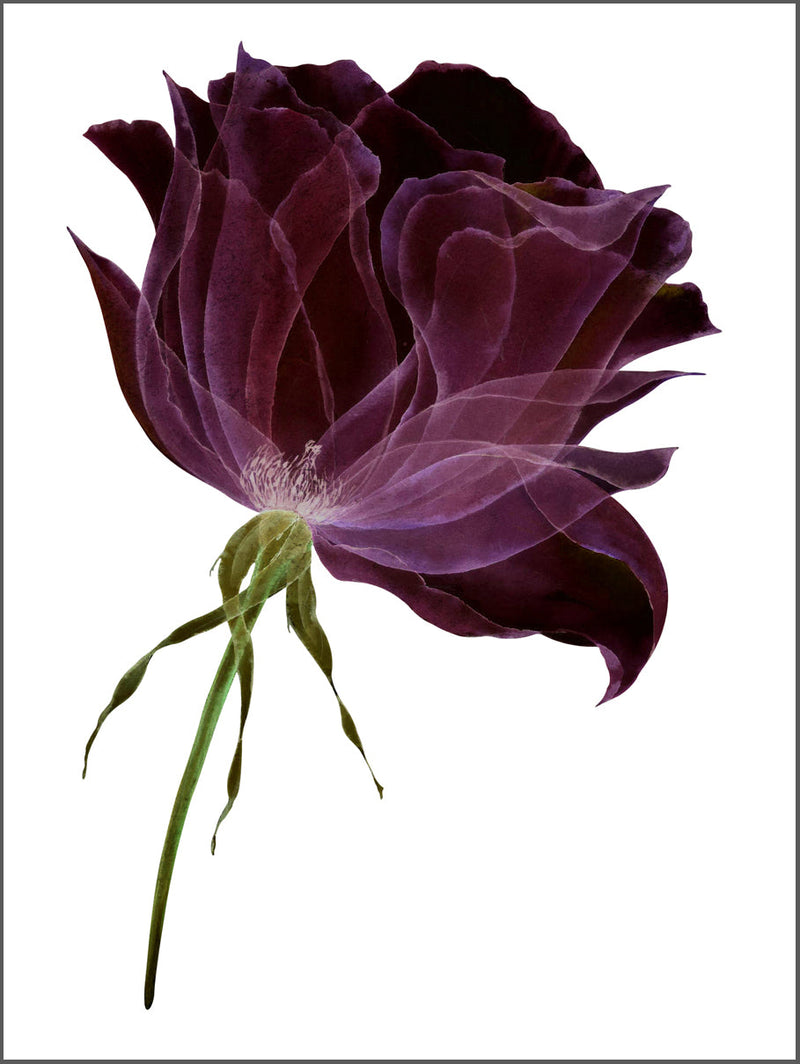 Flower in Purple Poster