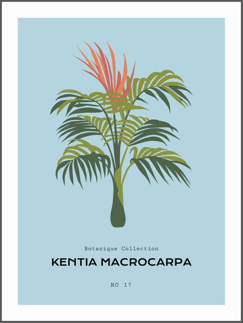 Kentia Macrocarpa Poster