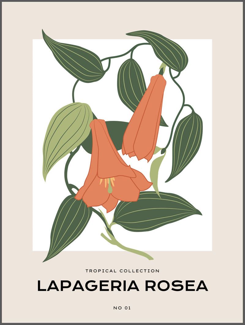 Lapageria Rosea Poster