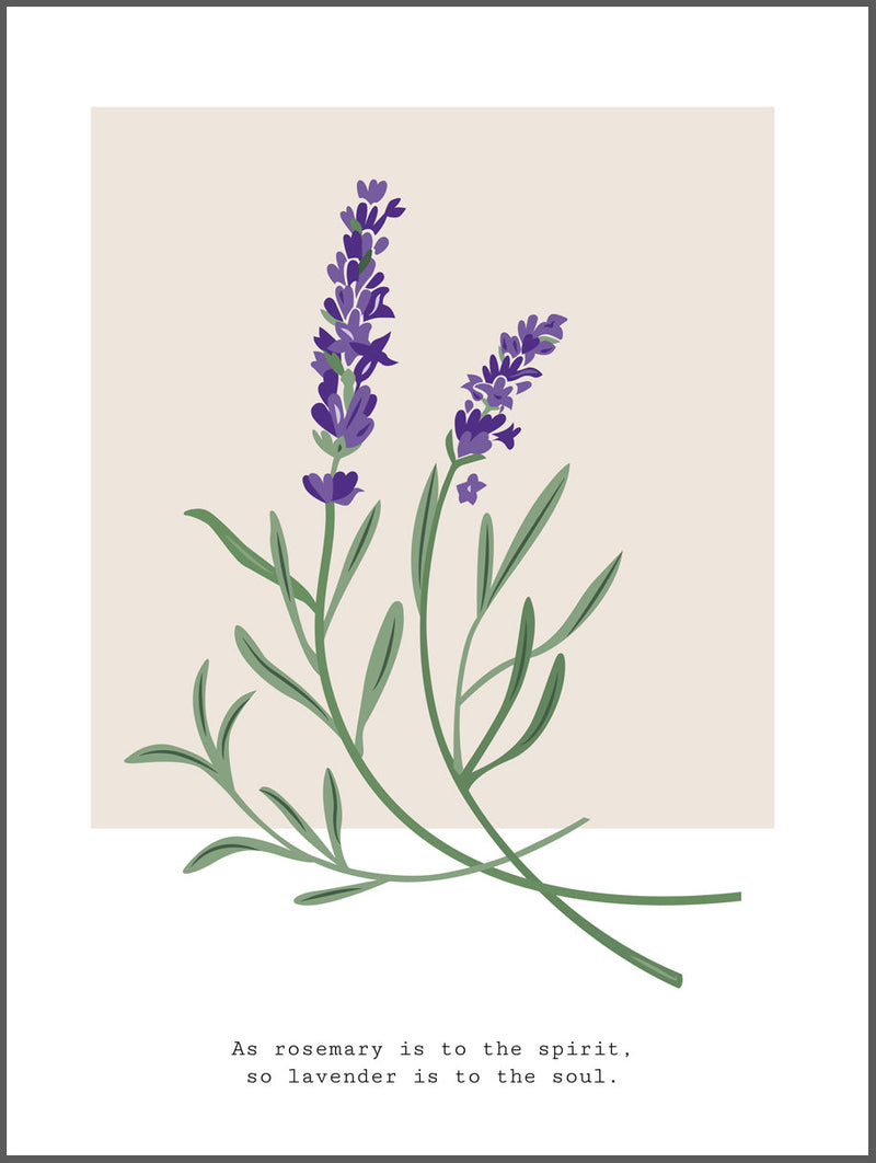 Lavender Poster