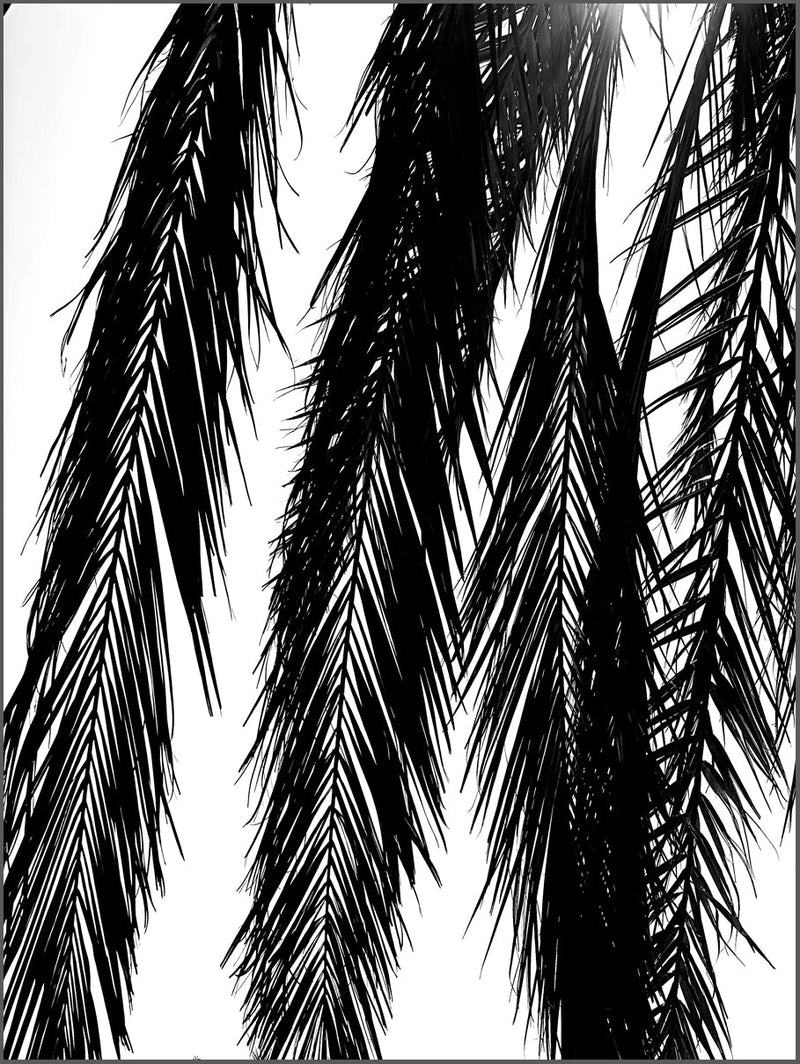 Many Palm Leaves Poster