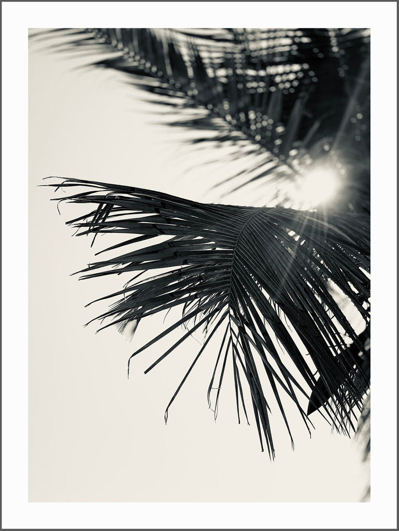 Palm Leaf B&W Poster