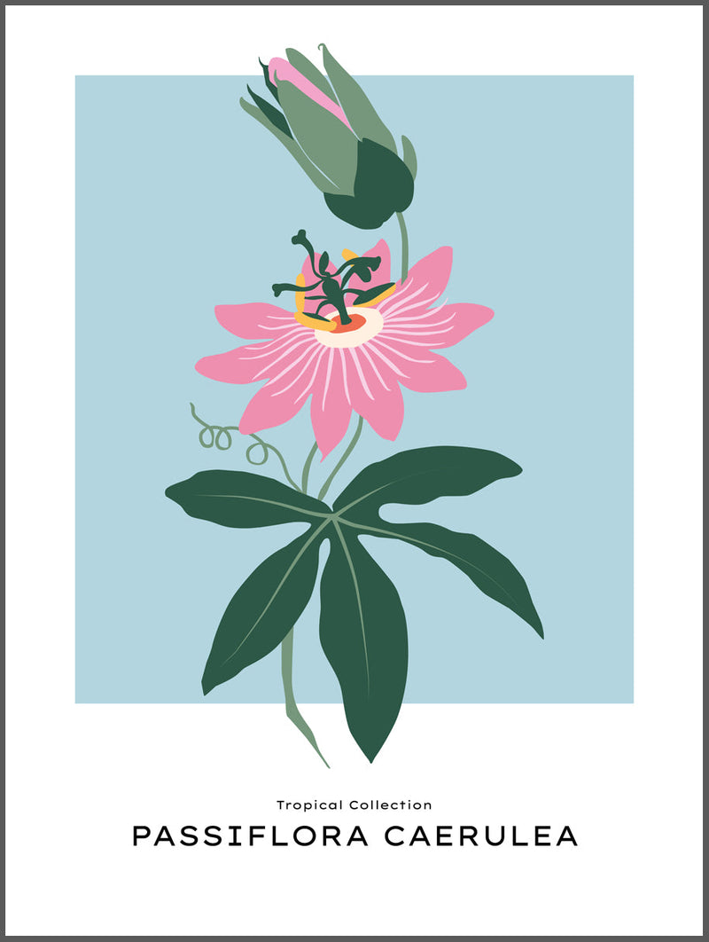 Passiflora Poster