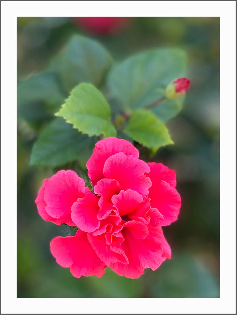 Pink Nice Flower Poster
