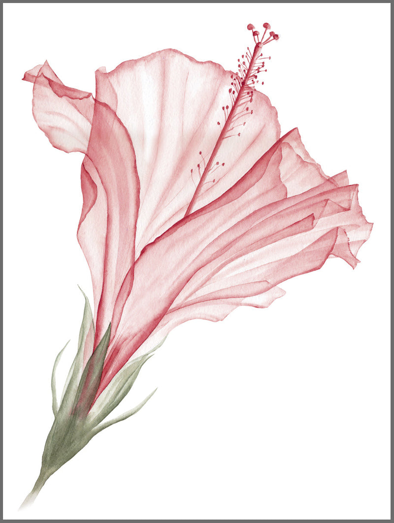 Pink Fragile Flower Poster