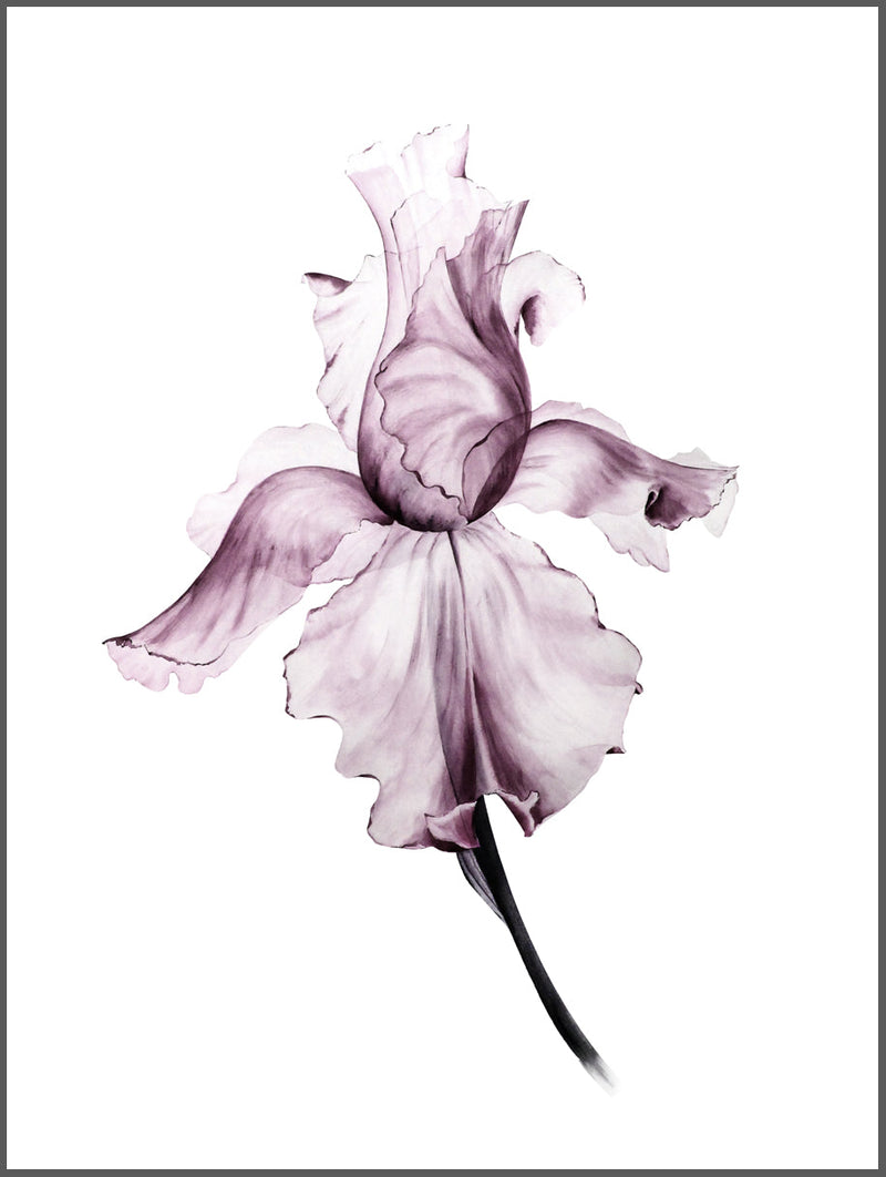 Iris Purple Poster