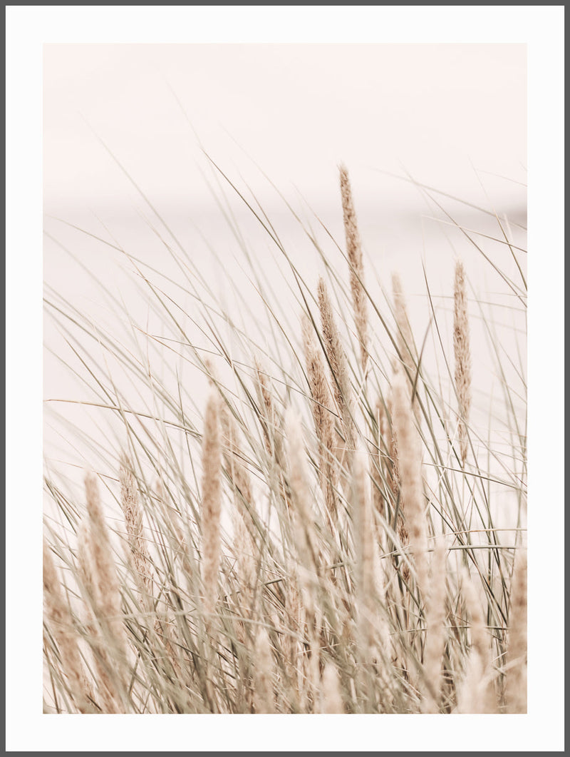 Sandy Beach Grass Poster