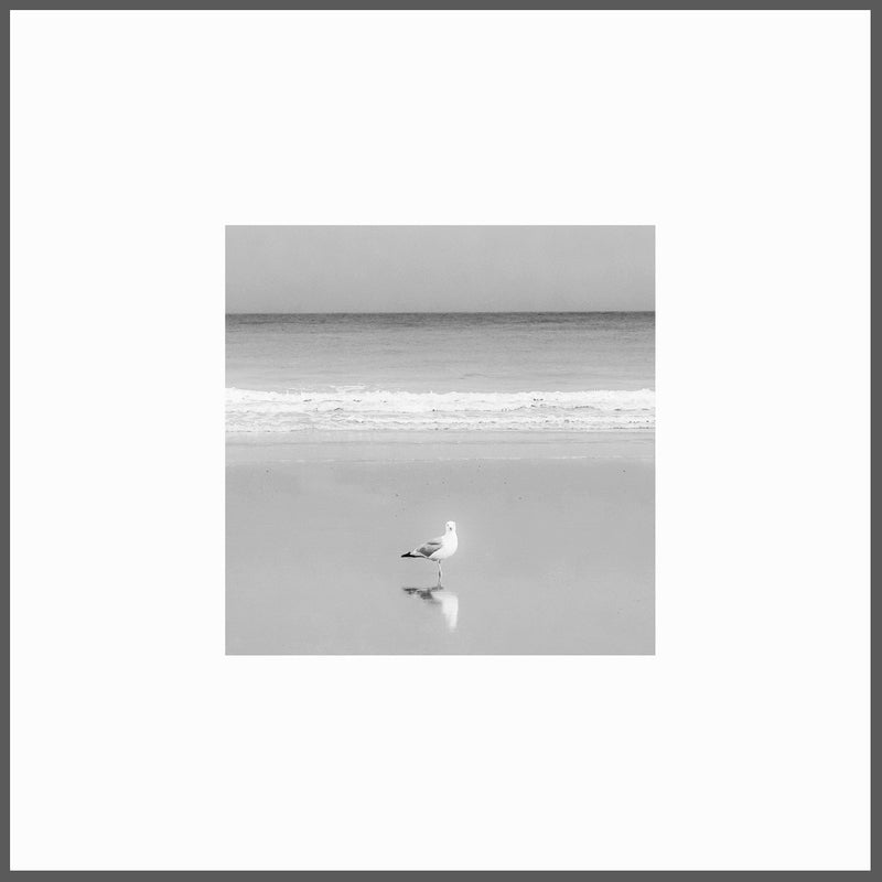 Seagull  B&W Square Poster