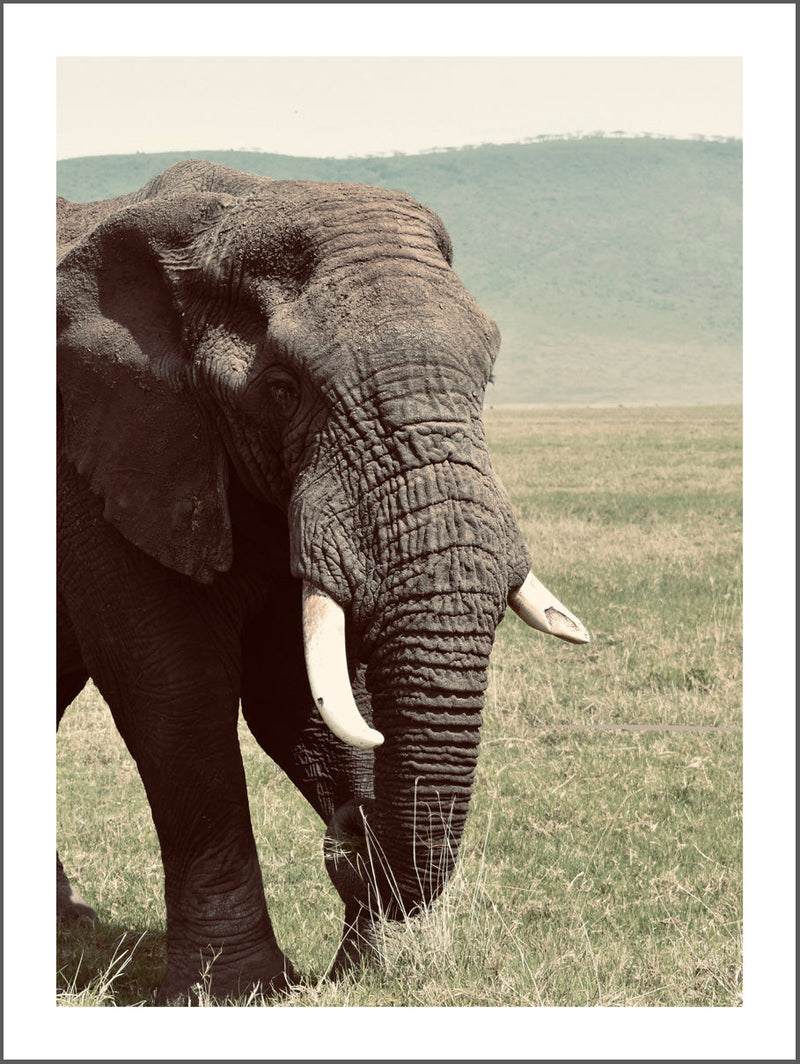 Single Elephant Poster