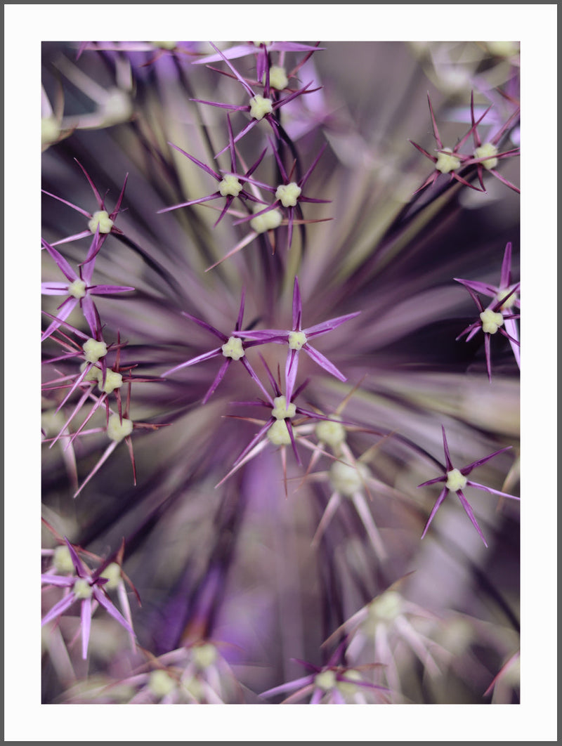 Small Purple Flowers Poster