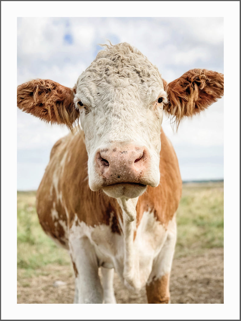 Swedish Cow Poster