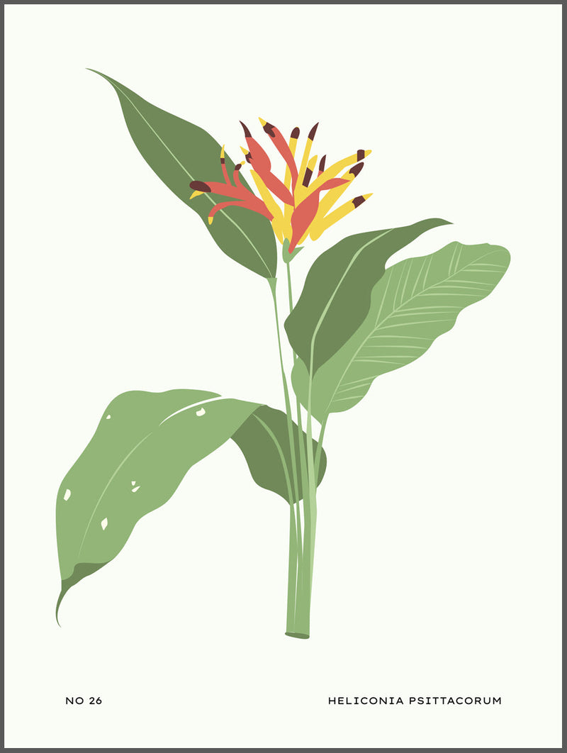 Tropical Flower No.28 Poster