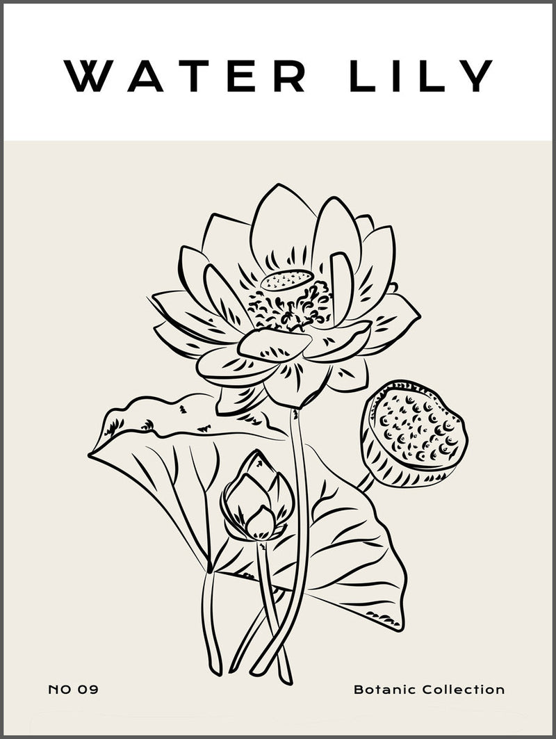Water Lily Poster