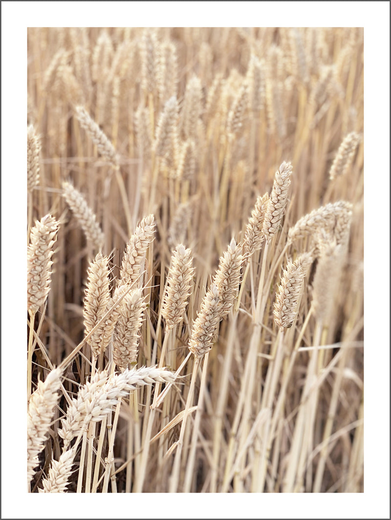 Wheat Field  Poster