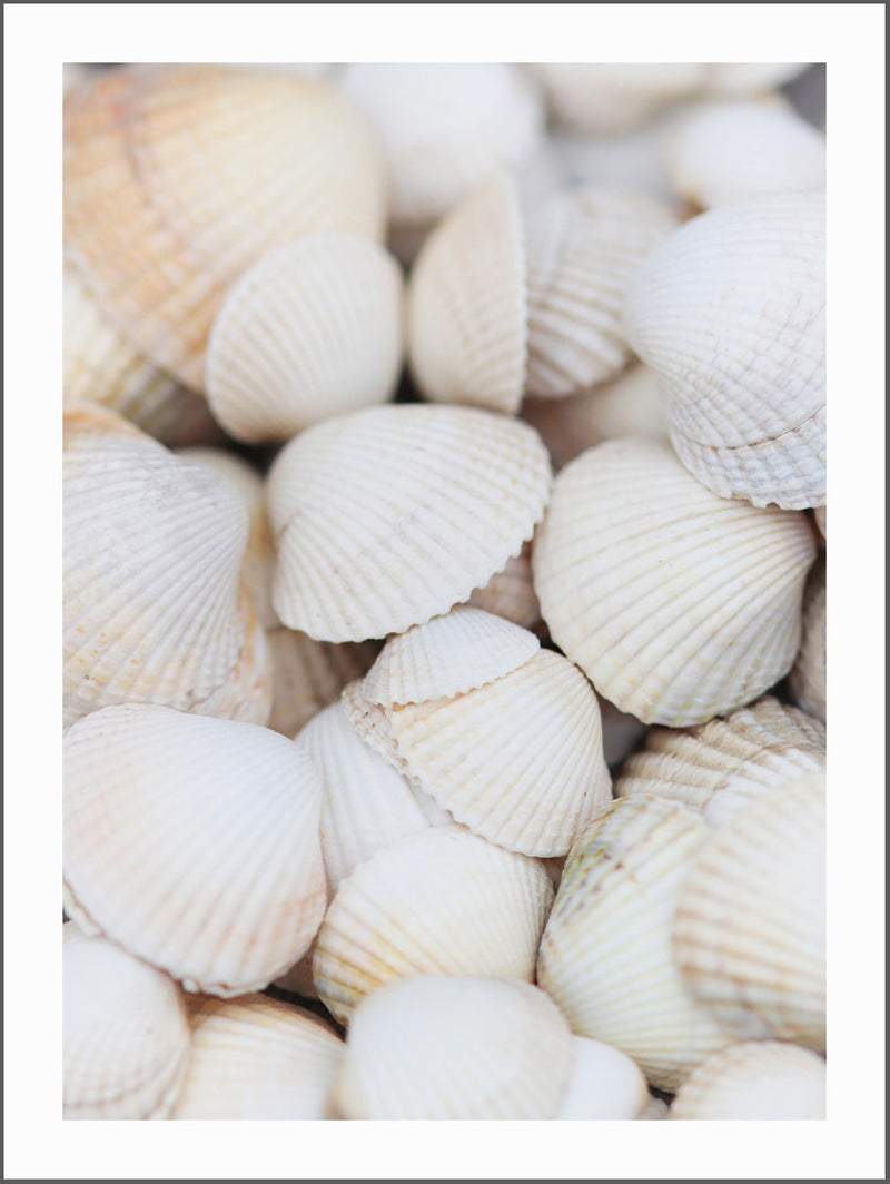 White Shells Poster