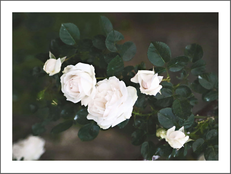 White Wild Rose Landscape Poster