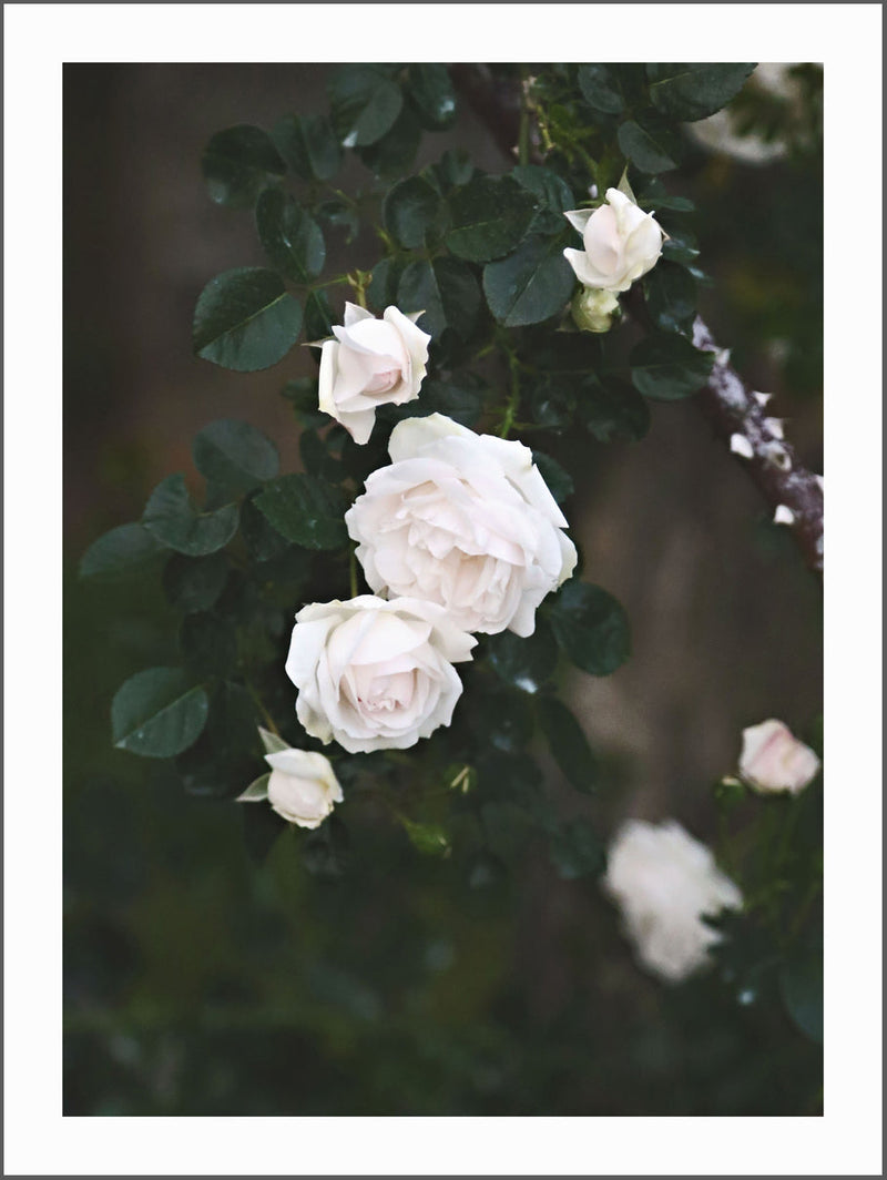 White Wild Rose Poster
