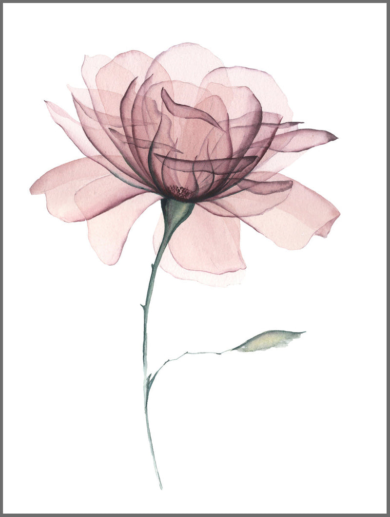 Rose in Bloom Poster