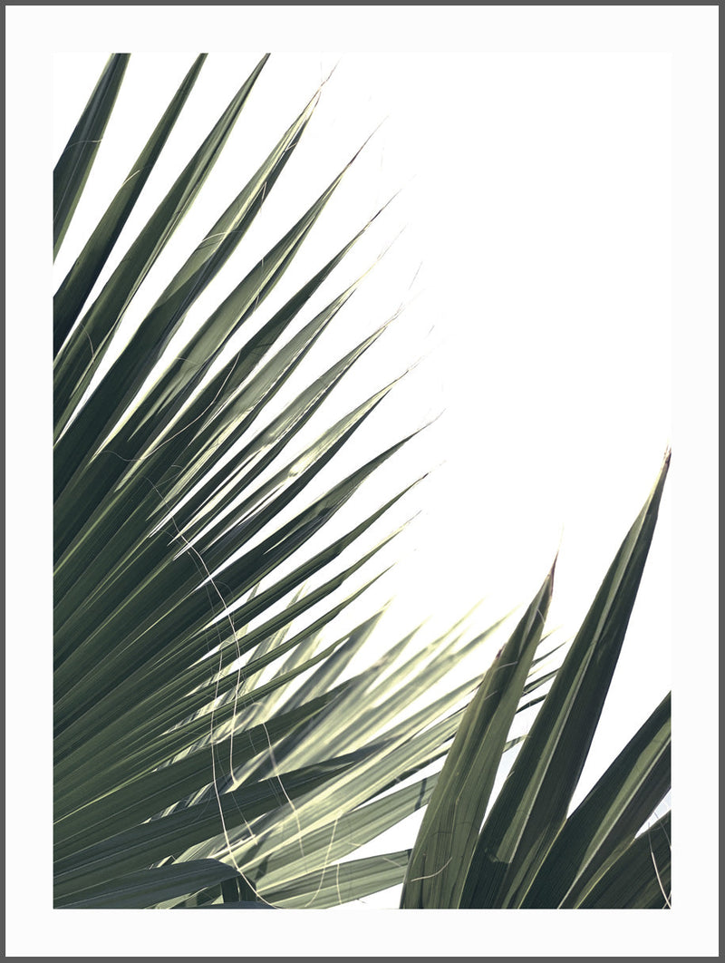 Palm Leaf Tropic Poster